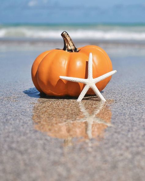 Happy Thanksgiving Eve, Happy Thanksgiving Everyone, Thanksgiving Eve, It's The Great Pumpkin, Fall Beach, Trick R Treat, Fall Thanksgiving Decor, Sand Sculptures, Beach Posters