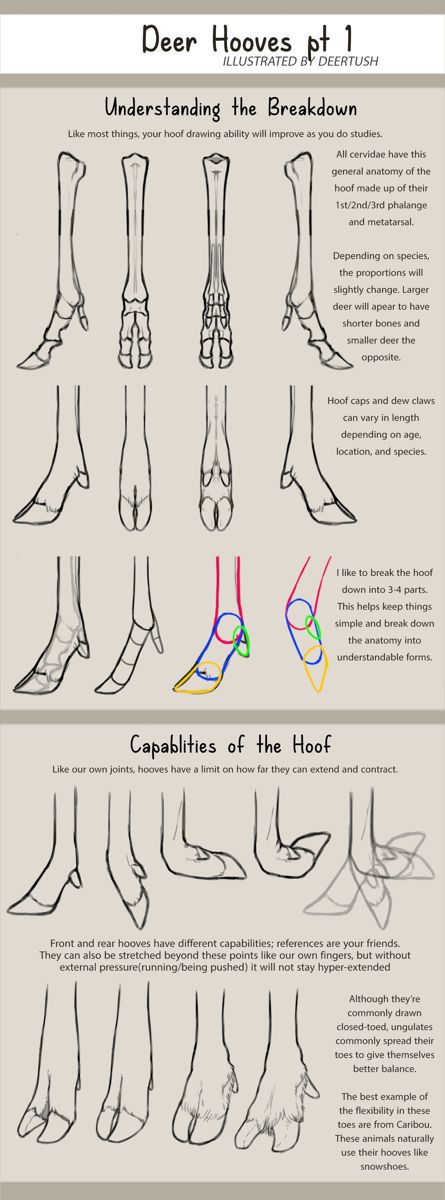 Deer Anatomy, Deer Hooves, Deer Drawing, Animal Reference, Body Anatomy, Deviant Art, Poses References, Art Prompts, Anatomy Reference