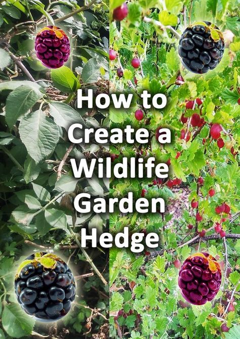 Wildlife Garden Design, Habitat Garden, Garden Hedges, Eco Garden, Wildlife Garden, Native Plant Gardening, Hummingbird Garden, Garden Steps, Wildlife Gardening