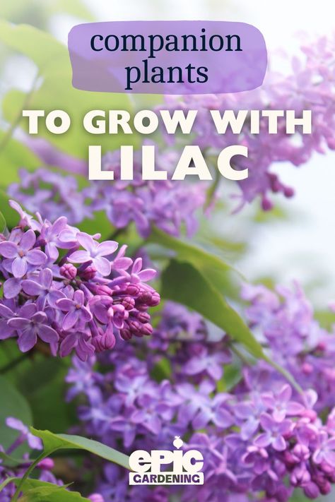 Close up of bright purple Lilac bush Companion Plants, Plants To Grow, Master Gardener, Different Plants, To Grow, Lilac, Plants