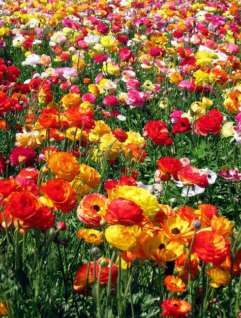 gorgeous! i have always wanted to run through/picnic in a field of flowers! :) Carlsbad Flower Fields, Ranunculus Flower, Carlsbad California, Ranunculus Flowers, Flower Farm, Ranunculus, Blossom Flower, Flower Field, Dream Garden