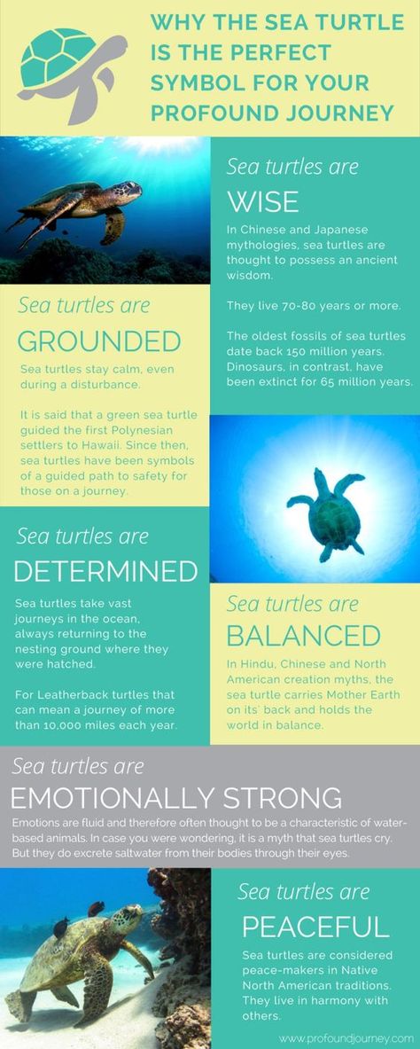 Turtles Pet, Turtle Spirit Animal, Turtle Symbolism, Turtle Quotes, Sea Turtle Tattoo, Turtle Tattoo Designs, Animal Spirit Guides, Behind Blue Eyes, Muster Tattoos