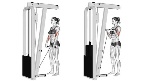 Exercise 4: Reverse Cable Curl (Palms Down / Pronated) Cable Lateral Raise, Cable Curls Biceps, Bicep Cable Curls, Bicep Cable Machine, Bicep Tricep Cable Workout, Cable Bicep Curl, Build Arm Muscle, Bicep Curls Cable Machine, Reverse Curls