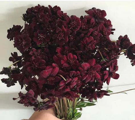 OC Wholesale Flowers | Chocolate Cosmos Chocolate Cosmos Aesthetic, Chocolate Cosmos Bouquet, Dark Flowers Bouquet, Gothic Flower Bouquet, Dark Flowers Aesthetic, Dark Flower Aesthetic, Chocolate Cosmos Flower, Goth Flowers, Dark Bouquet