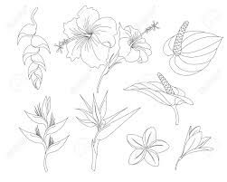 Tropical Flowers Drawing - Infoupdate.org Hawiian Flowers, Hawaii Flower Tattoos, Tropical Flowers Illustration, Tropical Flower Tattoos, Hawaiian Flower Tattoos, Tropical Tattoo, Hawaii Flowers, Jungle Flowers, Pencil Drawings For Beginners