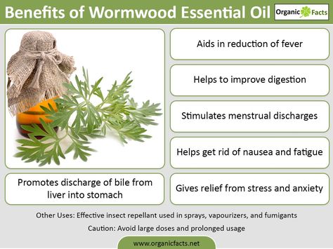 The health benefits of Wormwood Essential Oil can be attributed to its properties like anti helmitic, cholagogue, deodorant, digestive, emenagogue, febrifuge, insecticide, narcotic, vermifuge and tonic.Wormwood is also known as Green Ginger and Absinthium and earlier it was used in alcoholic drinks such as Absinthe (banned now) to add to its taste and intoxication, since wormwood itself has narcotic effects. Its botanical name is Artemisia Absinthium or Artemisia Annua. Wormwood Tea Benefits, Wormwood Benefits, Get Rid Of Nausea, Holistic Cleaning, Artemisia Annua, Essential Oils For Nausea, Ginger Essential Oil, Magic Herbs, Holistic Remedies