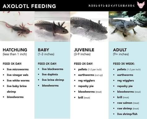 Cute Axolotl Tank Ideas, Axolotl Tank Set Up, Axolotl Tank Ideas Aquarium, Axolotl Aquarium Ideas, Axolotl Tank Setup, Axolotl Tank Ideas, Pet Axolotl, Axolotl Care, Axolotl Tank