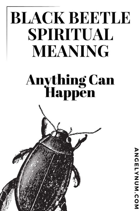 Black Beetle Spiritual Meaning - Anything Can Happen Black Beetle Spiritual Meaning, Beetle Spiritual Meaning, Practical Magic Party, Home Meaning, Black Beetle, Spirit Signs, Spiritual Animal, Anything Can Happen, Magic Party