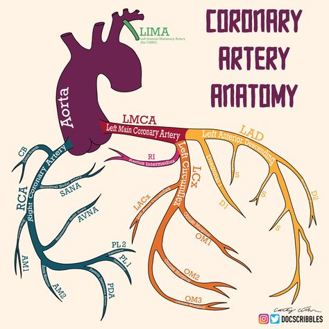 Cath Lab Nursing, Cath Lab Nurse, Arteries Anatomy, Cardiac Sonography, Cardiology Nursing, Coronary Artery, Penyakit Jantung, Basic Anatomy And Physiology, Nurse Study Notes