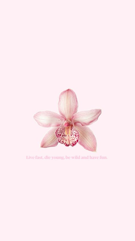 Orchid Wallpaper, 90s Wallpaper, Pink Flowers Wallpaper, Book Cover Template, Wallpaper Iphone Summer, Cute Laptop Wallpaper, Flower Quotes, Book Layout, Iphone Background Wallpaper