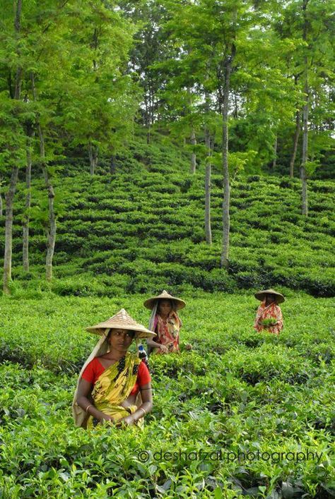 Bangladesh tea garden Bangladesh Scenery, Bangladesh Village Photography, Bangladesh Culture, Bengali Vibes, Bangladesh Aesthetic, Reference Study, Bangladesh Travel, Beautiful Bangladesh, Bengali Culture