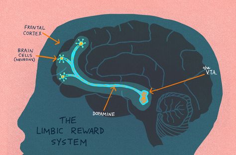 How are curiosity and creativity related? New research suggests that curiosity triggers chemical changes in the brain that help us better understand and retain information. Brain Based Learning, Brain Learning, Pediatric Therapy, Brain Science, Reward System, The Embrace, Brain Development, Human Brain, Brain Training