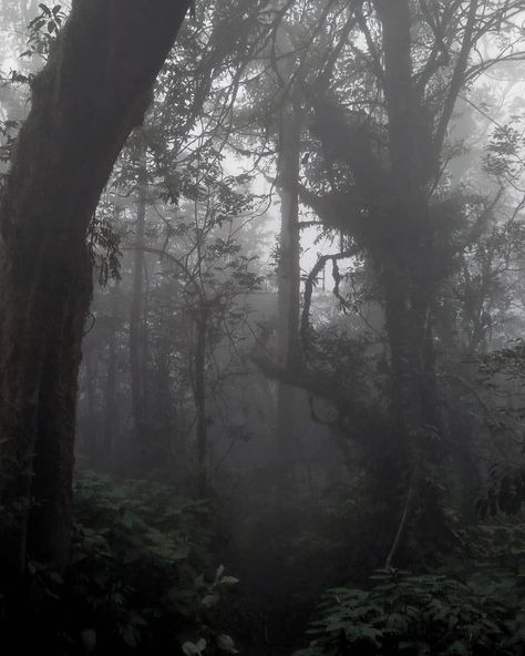 Dark Rainforest, Rainforest Aesthetic, Fog Aesthetic, Dark Trees, Aesthetic Tree, Trees Aesthetic, Fog Forest, Dark Weather, Grey Forest