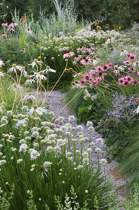 Pnw Cottage, Gravel Garden Ideas, Echinacea Pallida, Lawn Alternative, Garden Prep, Meadow Field, Cornwall Garden, Design A Garden, Garden Board