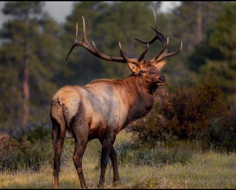 Elk Reference, Animal Human Art, Elk Painting, Roosevelt Elk, Elk Art, Cow Elk, Elk Pictures, Elk Photography, Ocean Forest