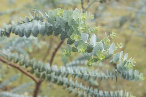 Eucalyptus Radiata, Flowering Cherry Tree, Eucalyptus Globulus, Australian Garden, Specimen Trees, Seeded Eucalyptus, Coastal Gardens, How To Attract Birds, Mediterranean Garden