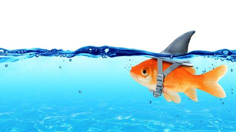 7 Ways to Safeguard Yourself From Job Phishing Scams | UC Davis Goldfish Names, Betta Fish Types, Just Give Up, Fishing Humor, Freshwater Fish, Betta Fish, Koi Fish, Goldfish, Inspirational Story