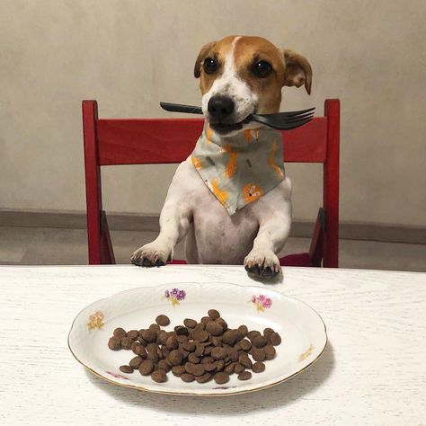 15 Funny Jack Russell Terriers Who Will Make You Smile! | Page 2 of 3 | PetPress Jack Russell Aesthetic, Jack Russell Terrier Funny, Jack Russell Funny, Funny Jack Russell, Jack Russell Terriers, Jack Russell Terrier Puppies, Russel Terrier, Jack Russells, Jack Russel