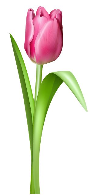 IMÁGENES Y GIFS ANIMADOS : IMÁGENES DE TULIPANES DE COLORES Tulip Png, Tulip Clipart, Tulips Images, Spring Flowers Wallpaper, Garden Coloring Pages, Flower Png Images, Clip Art Free, Easy Flower Painting, Color Wallpaper