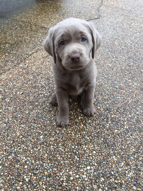 Grey Labrador Puppy, Dog Necessities, Grey Labrador, Silver Lab Puppies, Silver Labrador Retriever, Thai Ridgeback, Silver Labrador, Puppy Heaven, Silver Lab