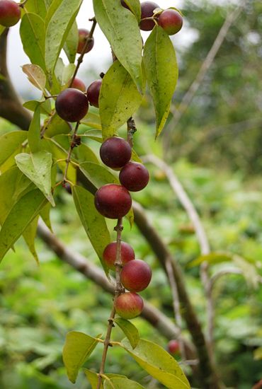 Peruvian Camu Camu - another Shakeology SuperFood! Camu Camu, Organic Chocolate, Raw Chocolate, Cute Fruit, Plant Based, Healthy Eating, Seeds, Fruit, Plants