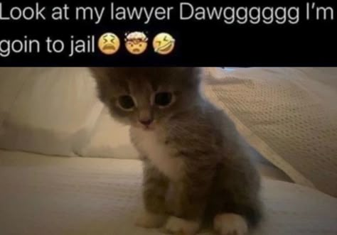 silly kitten who's your lawyer This My Lawyer Dawg, Look At My Lawyer Dawg Im Going To Jail Template, Look At My Lawyer Dawg Im Going To Jail, Look At My Lawyer, Going To Jail, Silly Cats, Law School, Have You Seen, Look At Me