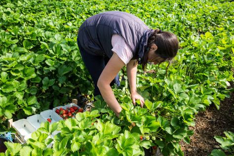 1,959 Migrant Farm Workers Strawberry Stock Photos, High-Res Pictures, and Images - Getty Images Farm Workers, High Res, Getty Images, Photo Image, Stock Photos, Quick Saves