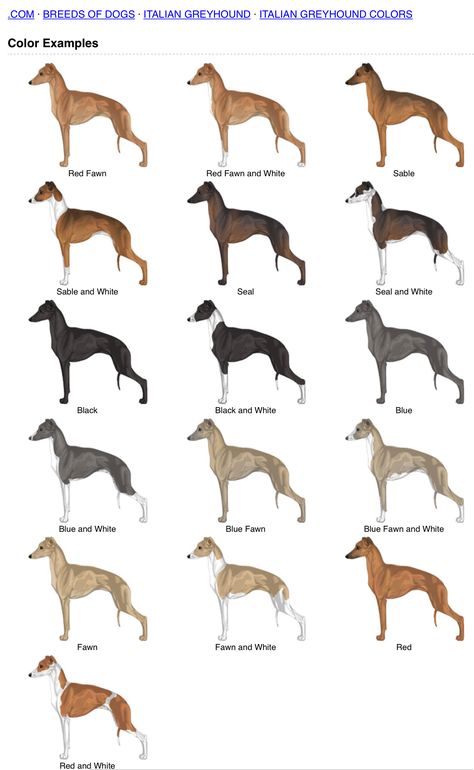 Italian Greyhound Colors, Greyhound Anatomy, Animal Genetics, Miniature Italian Greyhound, Italian Greyhound Art, Blue Whippet, Animal Markings, Greyhounds Funny, Italian Dogs