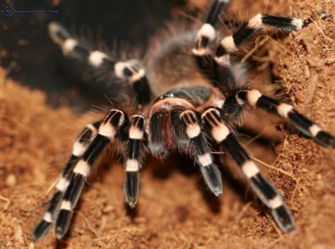 Brazilian White Knee Tarantula, White Knee Tarantula, Atsv Oc, Danger Noodles, Oc Reference, Wolf Spider, Jumping Spider, Creepy Crawlies, Bugs And Insects