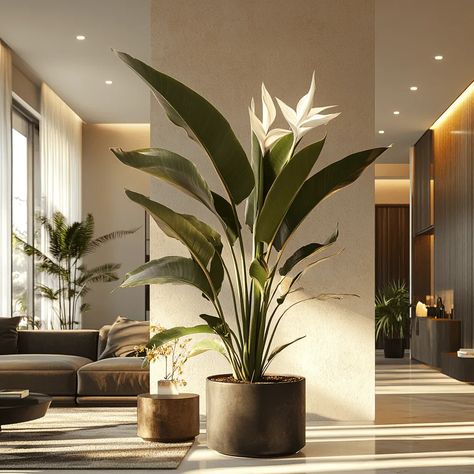 7 Essential Tips for White Bird of Paradise Care - PlantyFlower White Bird Of Paradise, Strelitzia Nicolai, Soil Type, Garden Accents, White Bird, Bird Of Paradise, Types Of Soil, Birds Of Paradise, Indoor Plants