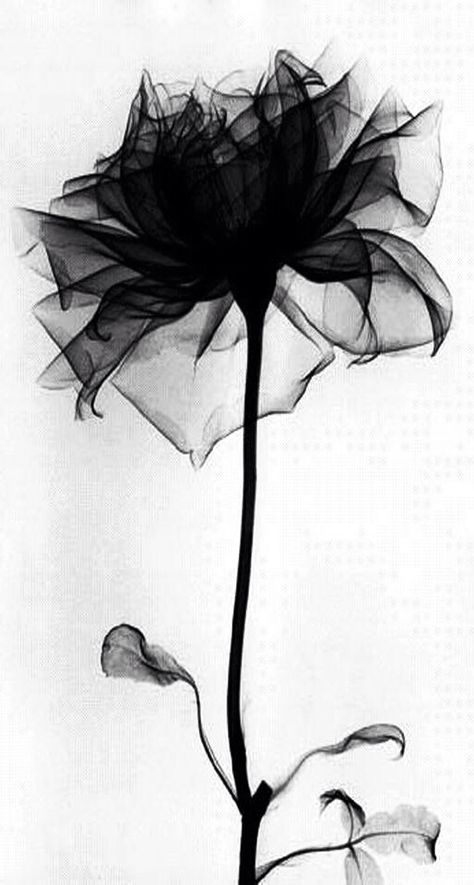 Black Rose Xray Flower, Xray Art, Beautiful Pencil Drawings, Albert Koetsier, Black Rose Tattoos, Cross Stitch Landscape, Rose Tattoos, White Photo, Rose Tattoo