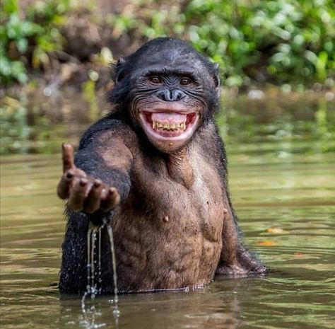 Wonders of Africa on Instagram: “How would you caption this photo? . .  Click the link in my bio to watch more , it's going to send you to download the firework app and you…” Wildlife Facts, Africa Wildlife, Great Ape, Monkeys Funny, Foto Art, Primates, Animals Images, Funny Animal Pictures, Animal Photo