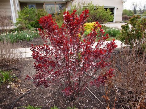 Prunus x cistena (Purple Leaf Sand Cherry, Purple-leaf Sand Cherry) | North Carolina Extension Gardener Plant Toolbox Purple Leaf Sand Cherry, Sand Cherry, Perennial Grasses, Small Yards, Pleasant Grove, Small Yard, Water Plants, Perennials, Cherry