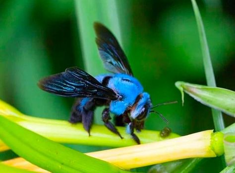 Blue carpenter bee (Xylocopa caerulea). Photo: @naturas_beauty, Instagram. Blue bees are a sight to behold. Learn about blue bee species, including the blue orchard bee, blue orchard mason bee (Osmia lignaria), blue calamintha bee (Osmia calaminthae), blue-banded bee (Amegilla cingulate) and blue carpenter bee (Xylocopa caerulea) on UniGuide. #bluebee #bluebees #bees #carpenterbees #endanagered #florida #rare #pollinators Blue Orchard Mason Bees, Blue Banded Bee, Bees Facts, Blue Carpenter Bee, Bee Species, Solitary Bees, Mason Bees, Carpenter Bee, Blueberry Bushes