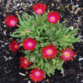 Delosperma cooperi, perennial ice plant - our advice on caring for it Ice Plant Flower, Ice Plant Ground Cover, Delosperma Plant, Succulents With Flowers, Ice Plant Succulent, Small Yard Ideas, Delosperma Cooperi, Wilted Flowers, Yard Garden Design