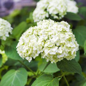 Hydrangea Annabelle, Snowball Hydrangea, Hydrangea Arborescens Annabelle, French Hydrangea, Annabelle Hydrangea, Hydrangea Varieties, Smooth Hydrangea, Tattoo Plant, Low Maintenance Shrubs