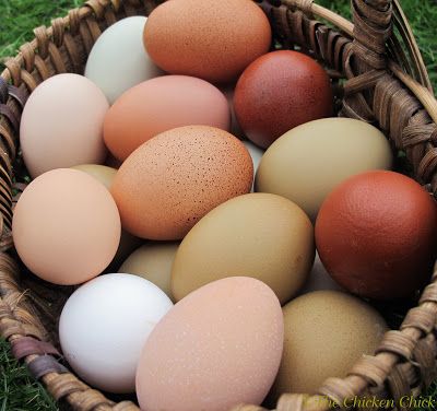 ♥ Farm Fresh Eggs ♥ Raising Turkeys, Raising Backyard Chickens, Chicken Chick, Keeping Chickens, Free Range Chickens, Building A Chicken Coop, Fresh Chicken, Farm Fresh Eggs, Backyard Chickens