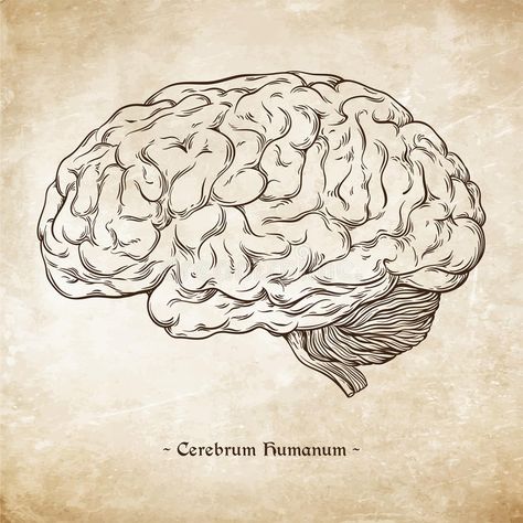 Hand drawn line art anatomically correct human brain. Da Vinci sketches style over grunge aged paper background vector royalty free illustration Hatch Drawing, Brain Illustration, Aged Paper, How To Age Paper, Art Drawings Sketches Creative, Human Brain, Free Illustrations, Tattoo Sketches, Paper Background