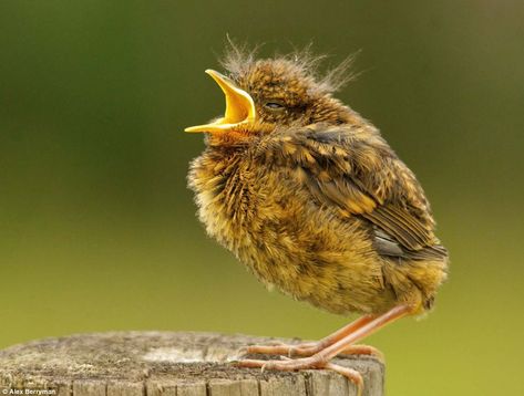 Robin Photos, Baby Robin, Photography Competitions, Woodland Scene, Photo Competition, Wildlife Photos, Little Birds, Wild Birds, Bird Watching