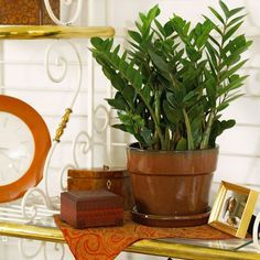 Zz Plants, Big Indoor Plants, Artificial Garden Plants, Zamioculcas Zamiifolia, Artificial Plant Arrangements, Houseplants Low Light, Easy Care Houseplants, Artificial Plants Decor, Artificial Plants Indoor