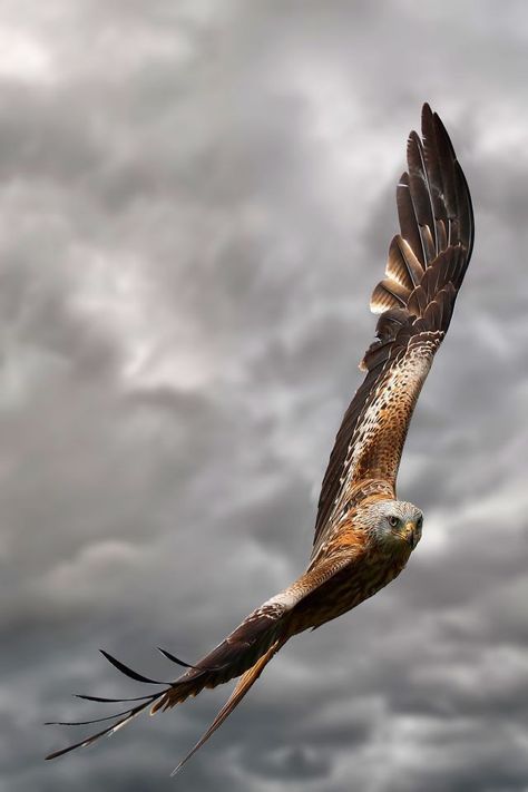 Martin Lawrence, Red Kite, Bird Flying, Bird Photos, In Flight, Flight, Photography, Red