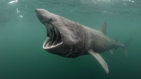 Backing sought for basking shark 'safe zone' in Scotland - BBC News Basking Shark, Shark Drawing, Safe Zone, Shark Lover, Scotland Uk, Marine Conservation, Shark Week, Great White Shark, Cairns