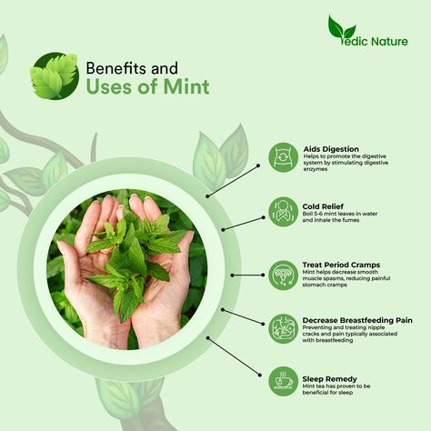 Mint is a versatile herb with several potential health benefits and uses, including aiding digestion, providing relief from cold and cough symptoms, reducing menstrual pain, treating breastfeeding pain, and helping with sleep. Try adding some fresh mint leaves to your meals or drinking mint tea to enjoy its many benefits! #mint #herbs #mintherb #freshherbs #healthylifestyle #naturalremedies #naturalmedicine #naturalhealing #homeremedy Mint Benefits Health, Menstrual Tea, Mint Tea Benefits, Mint Benefits, Cold And Cough, Mint Herb, Stomach Cramps, Menstrual Pain, Help Digestion