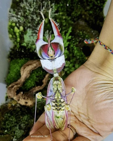 I’m an innocent bystander, but love ya’lls energy. This is a Devil’s Flower mantis. <3 Devils Flower Mantis, Flower Mantis, Mantis Tattoo, Orchid Mantis, Stick Insect, Butterfly Fish, Glass Frog, Cool Bugs, Praying Mantis