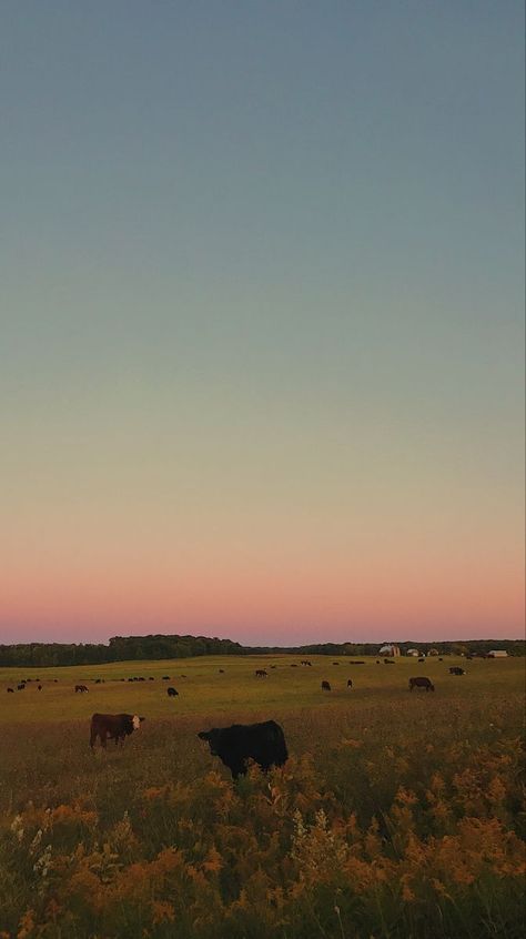 Cows In A Field Aesthetic, Sunset Farm Aesthetic, Country Field Aesthetic, Farm Iphone Wallpaper, Farm Sunset Aesthetic, Kaitlin Core Aesthetics, Maddy Core Aesthetic, Hayley Core Aesthetic, Maddycore Aesthetic