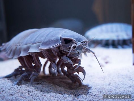 Sea Isopod, Bathynomus Giganteus, Giant Isopod, Woodlice, Deep Sea Creatures, Rare Species, Nocturnal Animals, Underwater Creatures, Arthropods