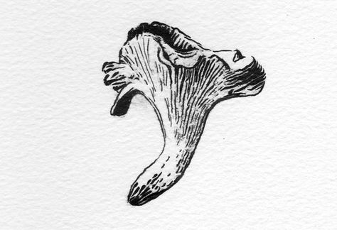 Chantrell Mushrooms Tattoo, Woodcut Tattoo Nature, Chanterelle Mushroom Tattoo, Chanterelle Drawing, Chanterelle Tattoo, Medieval Mushroom, Woodcut Tattoo, Nouveau Tattoo, Mushroom Tattoos