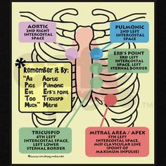 head to toe cardiac clues | Cardiac Landmarks:: All People Eat Taco Meat Nursing Information, Nursing Assessment, Heart Sounds, Nursing Mnemonics, Cardiac Nursing, Nursing School Survival, Nursing School Studying, Nursing School Tips, Nursing School Notes