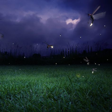 Fireflies: The Twinkle in Nature's Eye Firefly Photography, Fire Flies, Fairy Illustration, Mother Earth News, Night Landscape, Nature Conservation, Nature Garden, Window Art, Artistic Photography