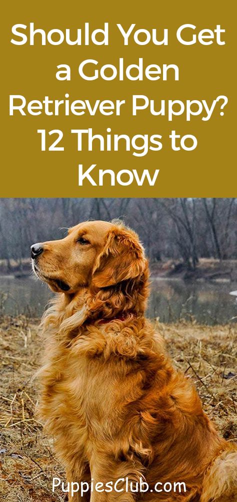 Preparing For Golden Retriever Puppy, Training A Golden Retriever, New Golden Retriever Puppy, Getting A Golden Retriever Puppy, Golden Retriever Care Tips, Golden Retriever Puppy Essentials, Mini Golden Retriever Full Grown, Golden Retriever Essentials, How To Train A Golden Retriever Puppy